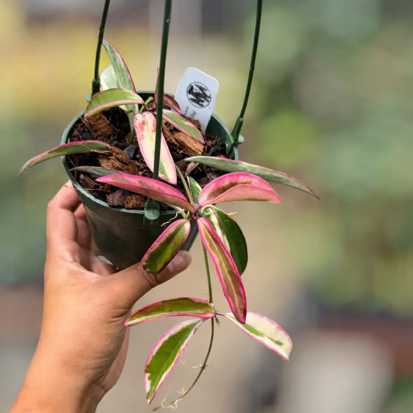 PS0830 - Hoya wayetii ‘Lori Lyn’