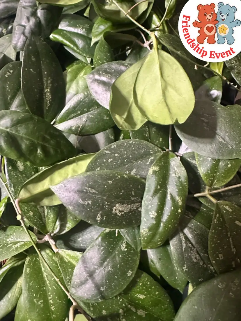 Livestream thumbnail