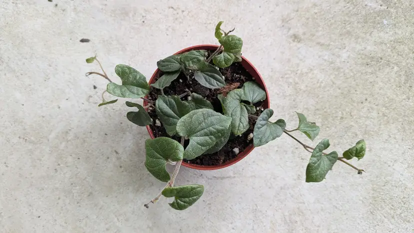 Piper Silver Fleck 4" #104