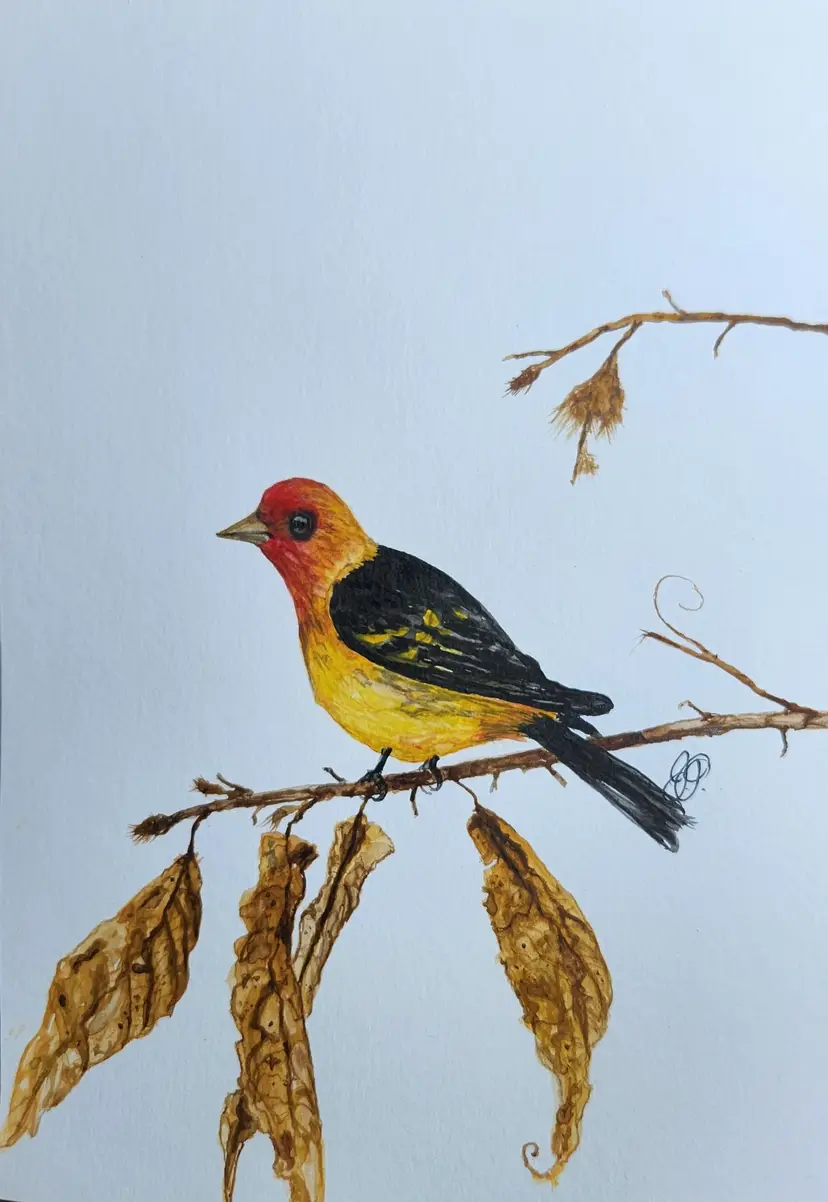 Western Tanager Original Watercolor Painting Signed By The Artist 5x7