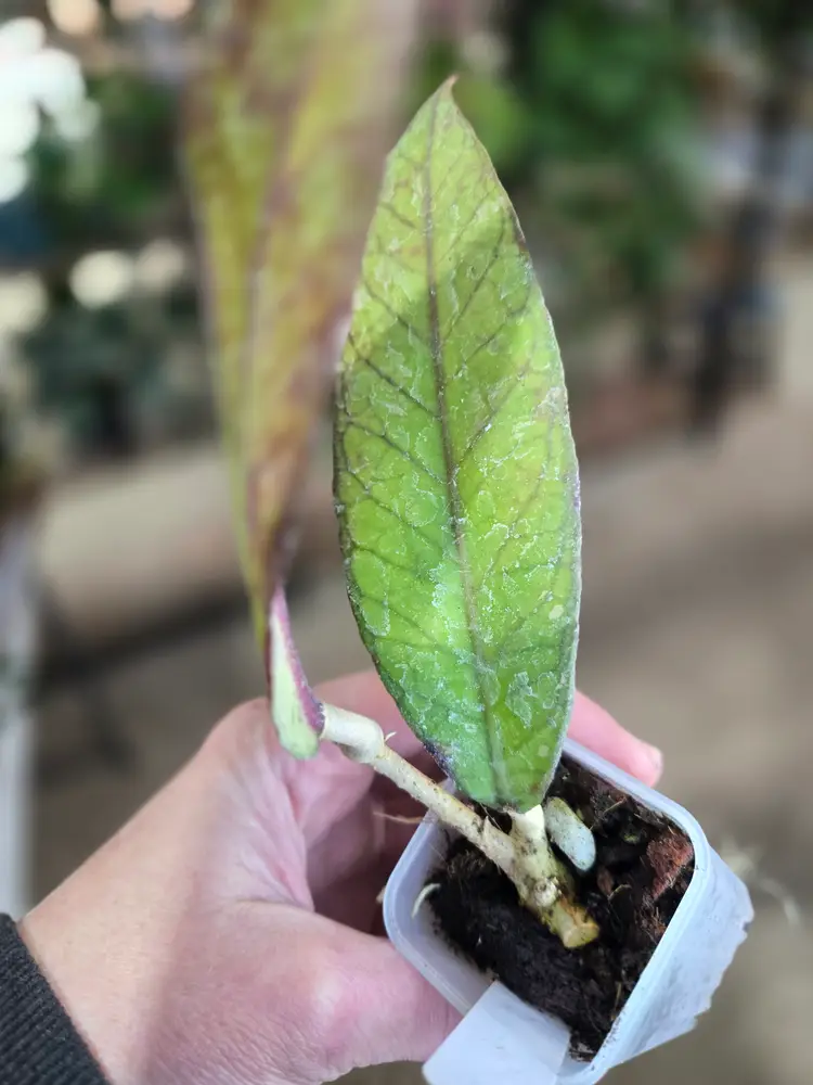 50. sp Aceh Bur Agusen