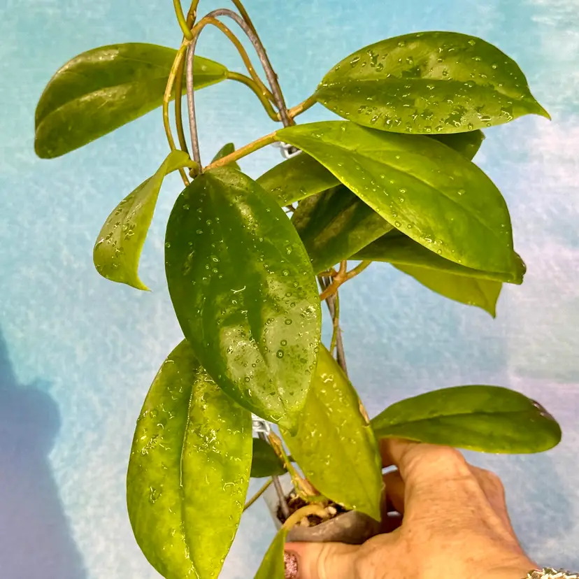 64 Hoya incrassata (trellised)