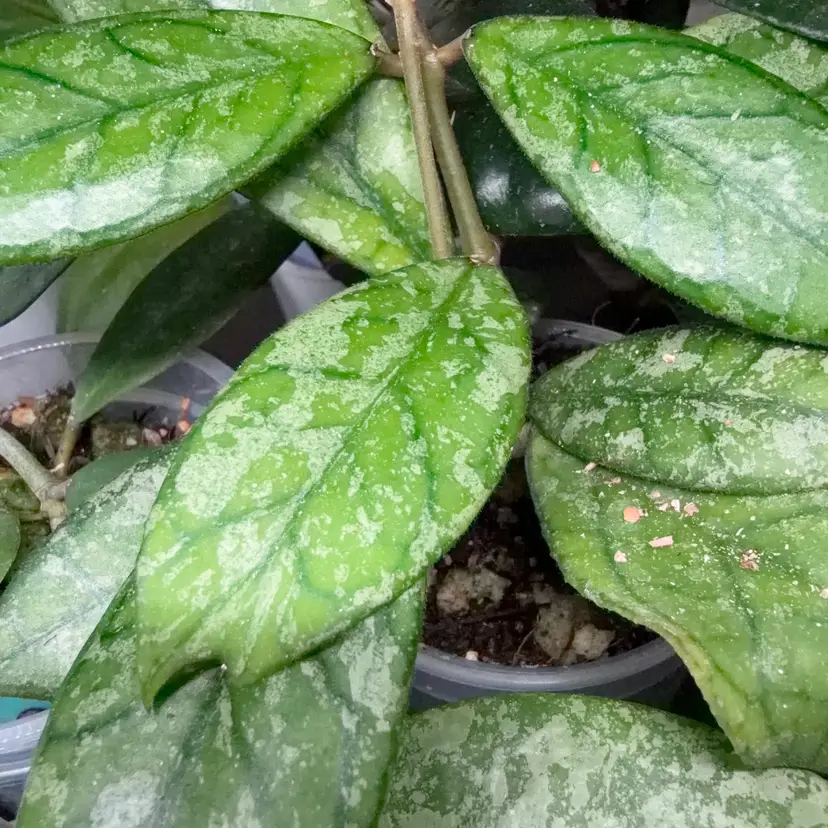 Mystery Seedling Box (rooted)