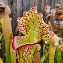Sarracenia (John Rizzi x Royal Ruby) x Blood Moon