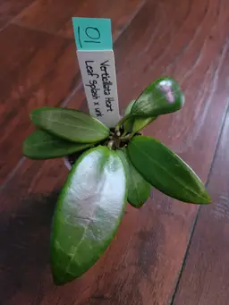 RHM25206: Verticillata Heart Leaf Splash x unk