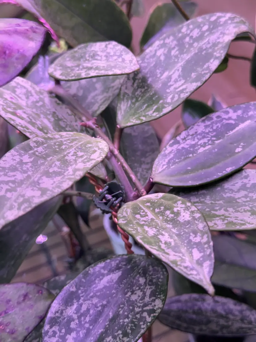 Livestream thumbnail