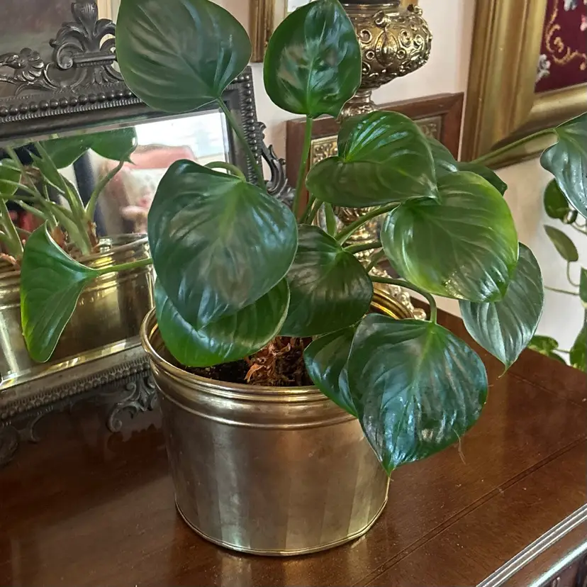 🐇Vintage Hosely Brass Round Planter Pot