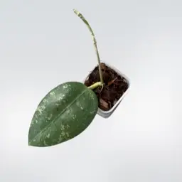 Hoya loyceandrewsiana x unk