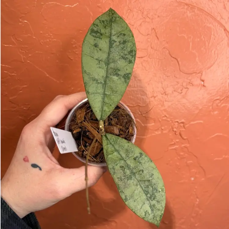 235 Hoya aff lambii (silver)