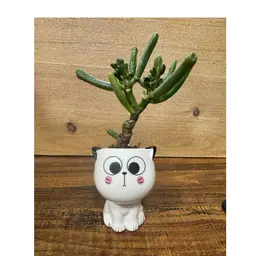 Crassula ovata "Ogre Ears"