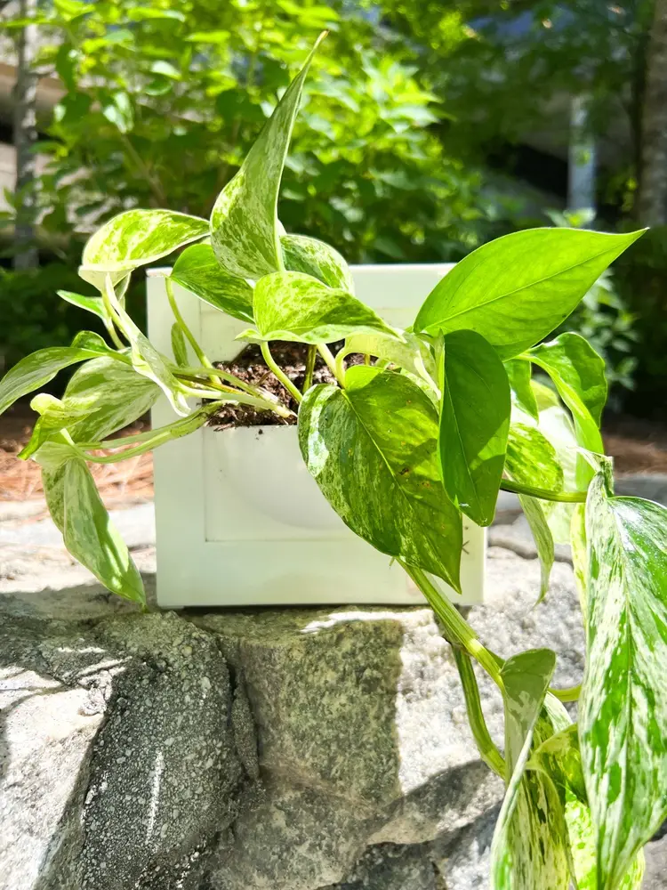Wall-Hanging Square SW Planter