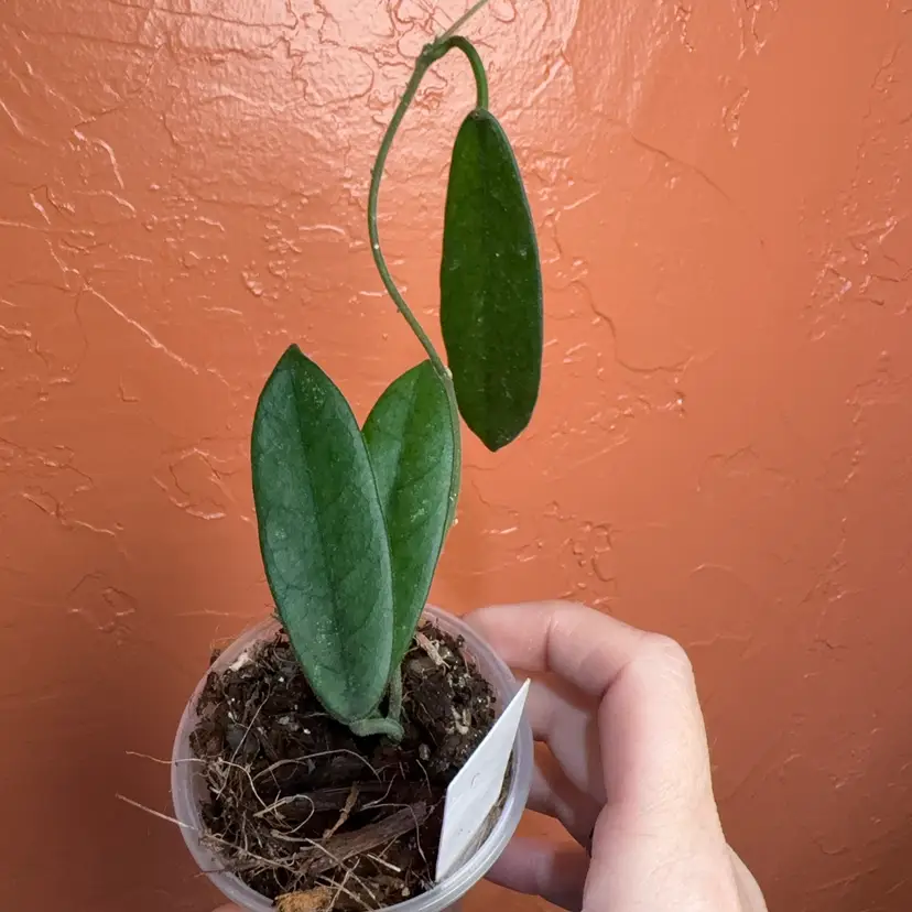 Hoya sischuananensis