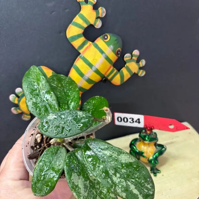 34	diversifolia splash