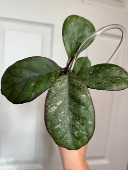 Hoya cv ‘Elvis’