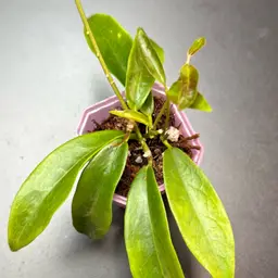 Hoya filiformis (aka chlorantha var tutuilensis