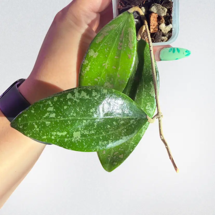 HOYA VERTICILLATA VAR. VERTICILLATA (FKA WIBERGIAE)