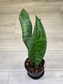 Sanservia Whale Fin (2 in the Pot)