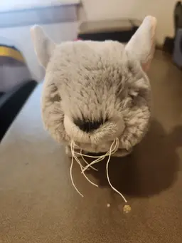 Ganz webkinz Chincilla No Code