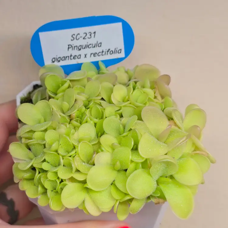 One tiny seedgrown SC-231 Pinguicula gigantea x rectifolia