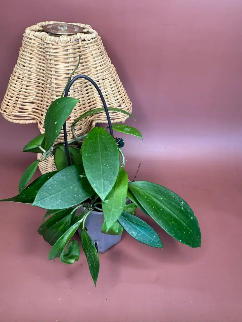 Hoya Verticillata Heart Leaf x unknown seedling
RHM35206