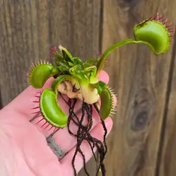 Dionaea muscipula 'Lips and Lashes'