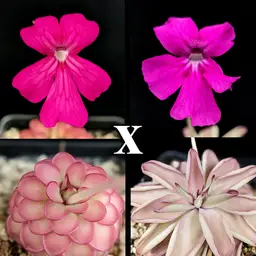 SEEDS P. "Smitten" x "Little Pink Punk"