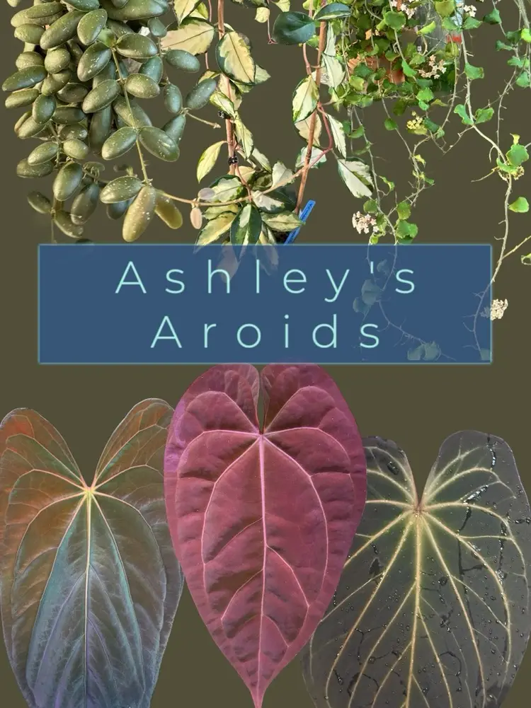 Murder Mystery Trail 👻