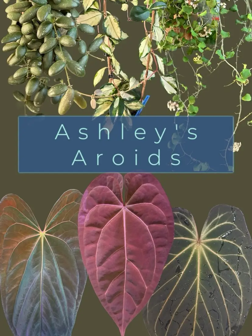 Livestream thumbnail