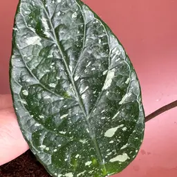 Hoya Lai Chau (round leaf)