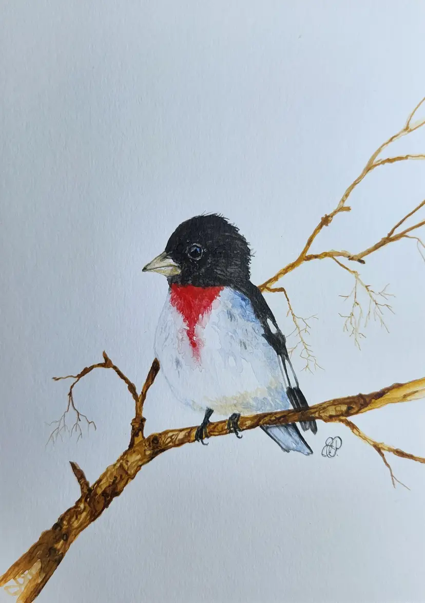 Rose Breasted Grosbeak Watercolor Painting Signed By The Artist 5x7