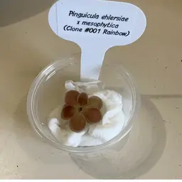 Pinguicula ehlersiae x mesophytica