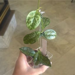 crassipetiolata (round leaf) sp. Vietnam