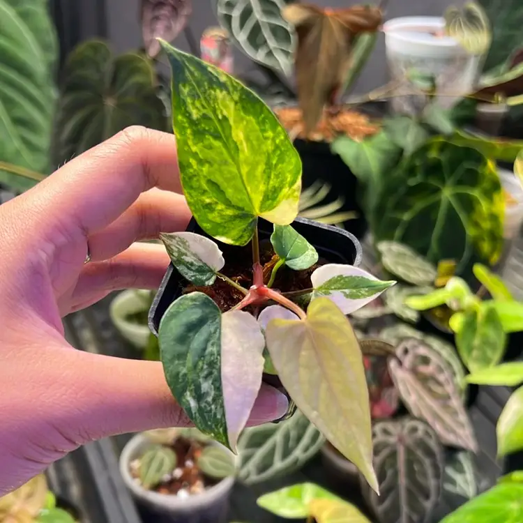 5281 Anthurium Camouflage