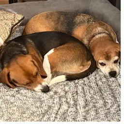 Treats For The Beagles