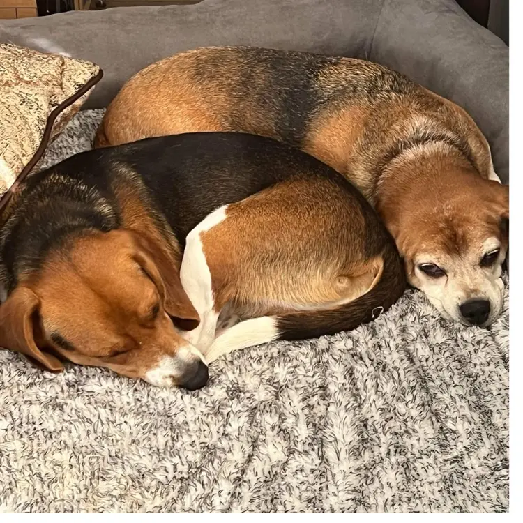 Treats For The Beagles