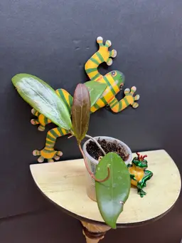 413 SCAR (Glabra x Compacta)