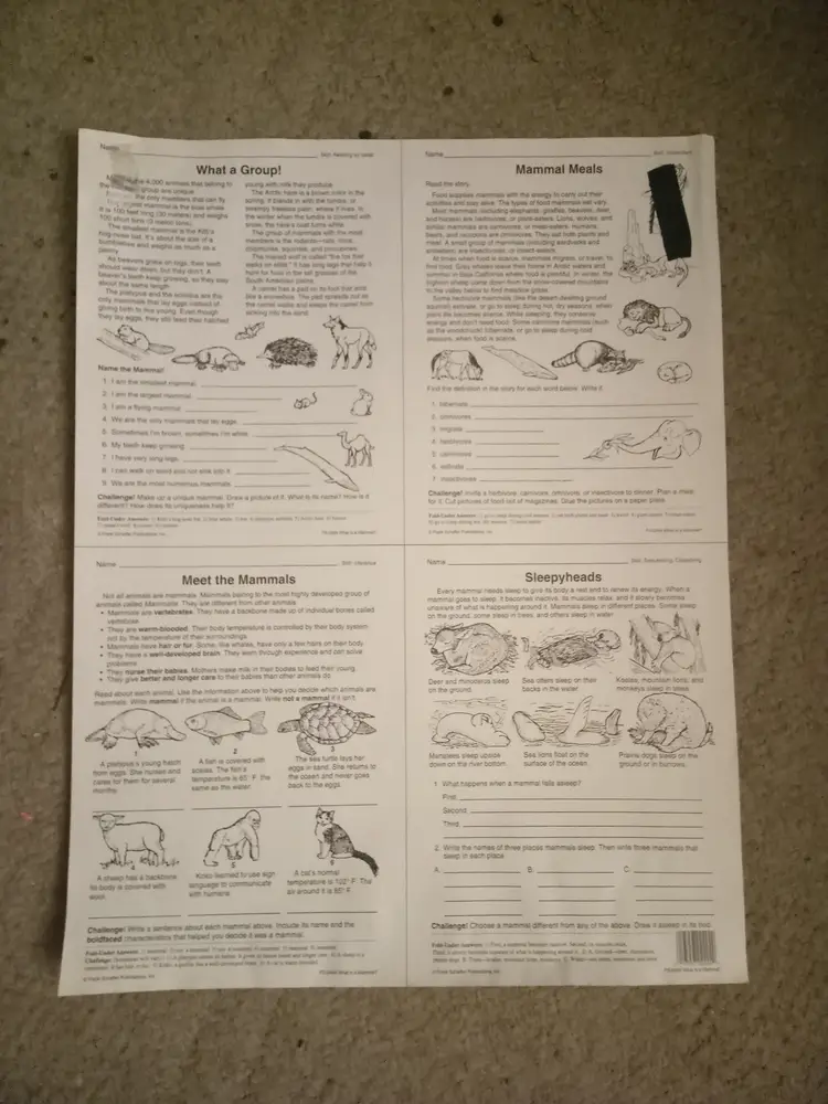 what is a mammal? educational poster