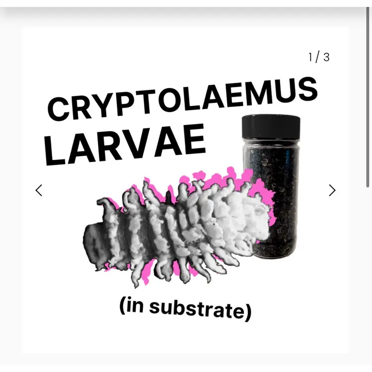 Cryptolaemus Larvae 250 Count