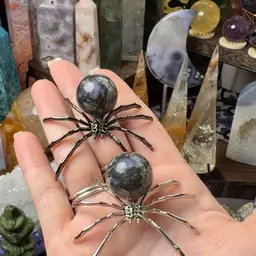 Black - Que Sera Spider