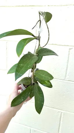 0022 EG25-3 Louis V x Unk (RHM 25158)