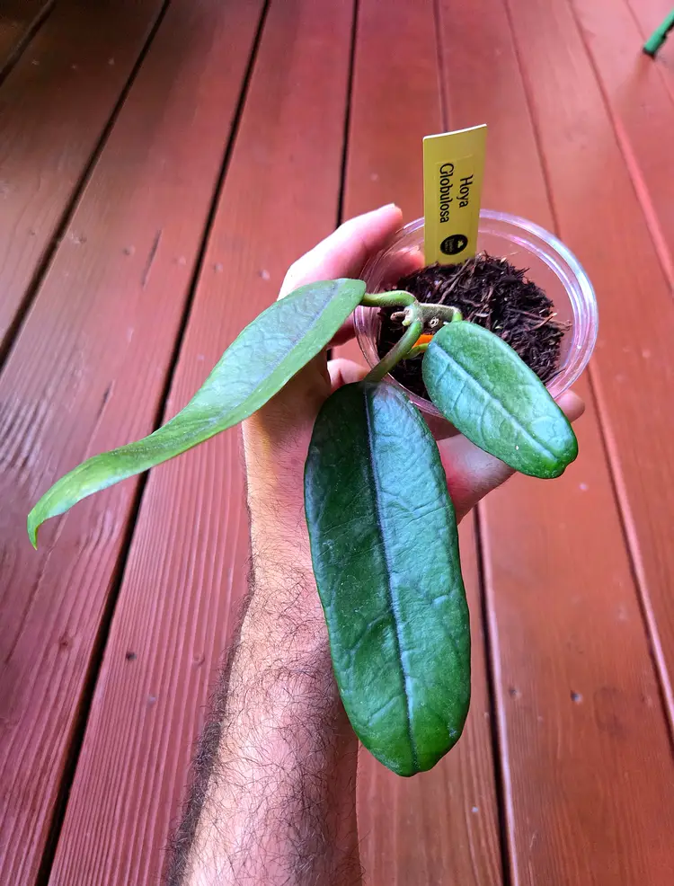 Hoya globulosa