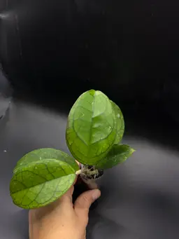 Hoya RHM24225 (RB Dick x Unk)