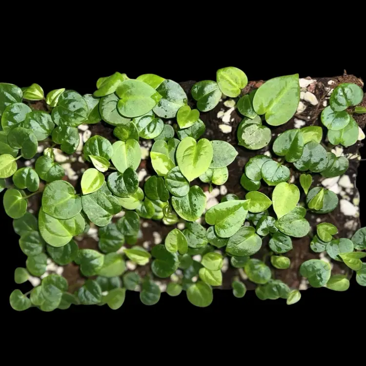 Anthurium NOID Red Vein x (Carlablackiae x Soul Reaper)