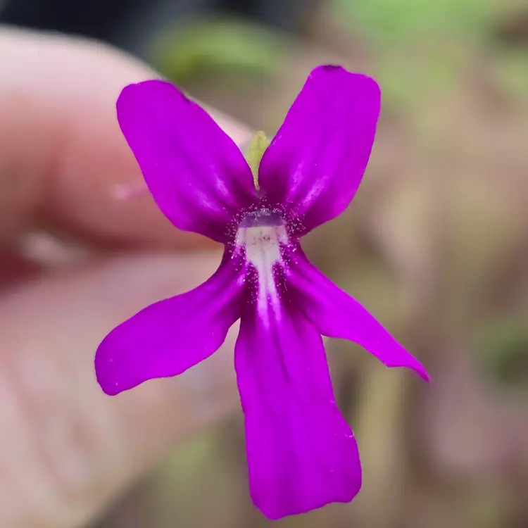 Pinguicula moranensis "Summer"