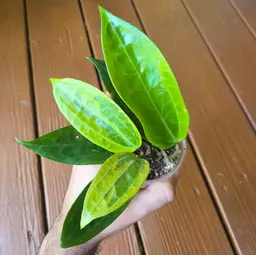 'Fools Gold' DA-01 variegated Jesper Brink