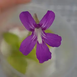 SC-2 Pinguicula sp. Koehres x (sumidero I x zecheri)