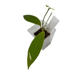 0399 Hoya ‘Love Affair’ GTX01-01 (Hoya benguetensis x Hoya elliptica)