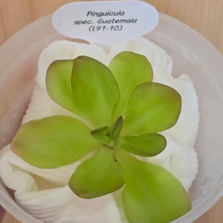 Pinguicula spec. Guatemala (L91-10)