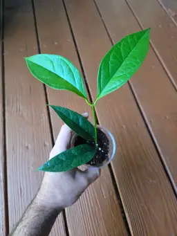 Hoya Chewiorum