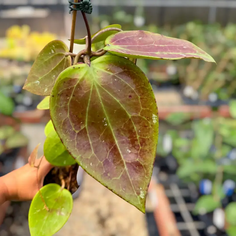 PS0501 - Hoya ‘Air Suri’ (Aceh)